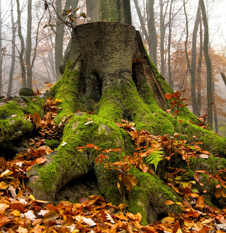 racines-automne-gabriella-chi Quand la lumière vient du silence | Gabriella Chi | Cours de Qigong